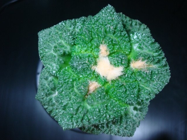 Ariocarpus fissuratus cv. Godzilla